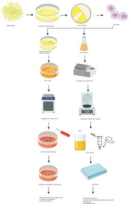 Screening of cellulose-degrading yeast and evaluation of its potential for degradation of coconut oil cake